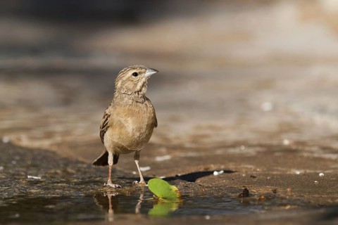 Lark-like Bunting (Emberiza impetuani), Namibia