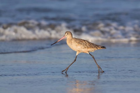 Marbled Godwit (Limosa fedoa) foraging at shoreline, California, USA