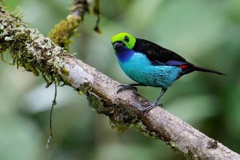 Paradise Tanager (Tangara chilensis) perched on a branch in the Amazon in Peru