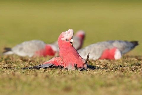 Galah (Eolophus roseicapilla), Victoria, Australia