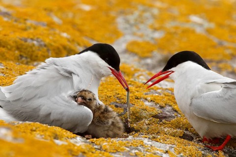 Arctic Tern (Sterna paradisaea) pair feeds chick, Farne Islands, United Kingdom