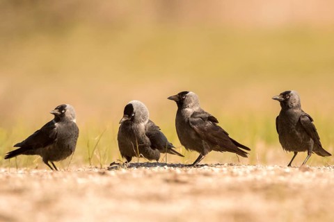 Western Jackdaw (Coloeus monedula), Romania