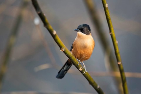 Rufous Sibia (Heterophasia capistrata bayleyi) perched on a branch, Paro, Bhutan