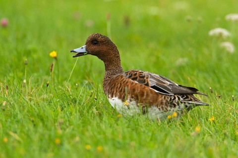 Eurasian Wigeon (Mareca penelope) male, Texel, Netherlands