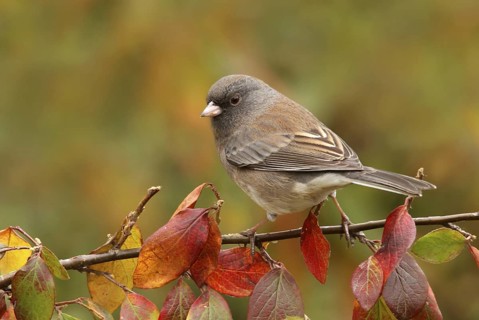 Slate-colored Junco (Junco hyemalis hyemalis), Saskatchewan, Canada
