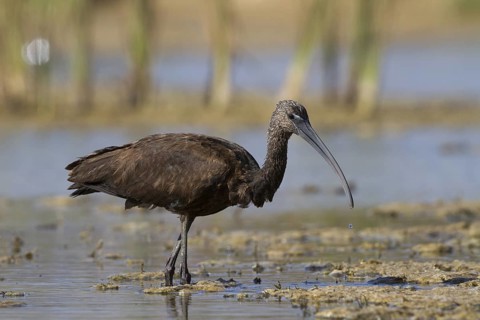 Glossy Ibis (Plegadis falcinellus) foraging, Oman