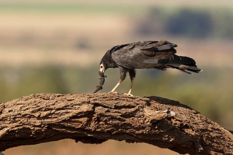 Kaalkopkiekendief met prooi, african harrier hawk with prey