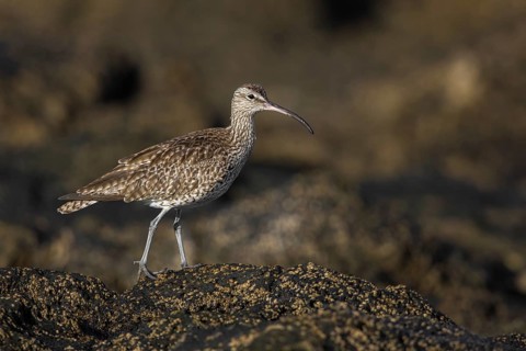 Whimbrel (Numenius phaeopus), Fuerteventura, Spain