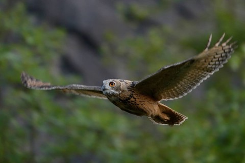 Eurasian Eagle-Owl (Bubo bubo) flying, North Rhine-Westphalia, Germany