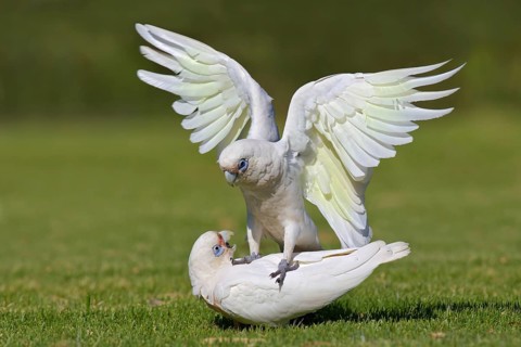 Little Corella (Cacatua sanguinea), Western Australia, Australia