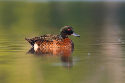 Chestnut Teal (Anas castanea) male, Victoria, Australia