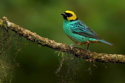 Saffron-crowned Tanager (Tangara xanthocephala) perched on a branch in the Andes mountains of