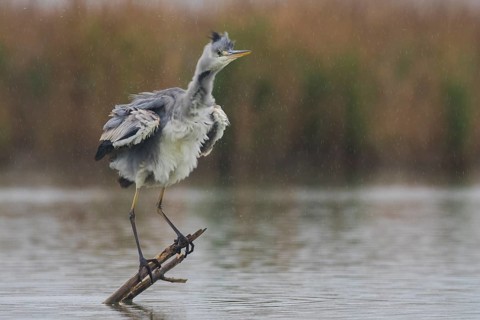 Grey Heron (Ardea cinerea) shaking feathers in the rain, Subotica, Serbia