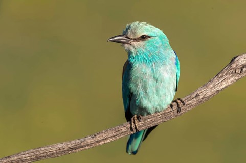 European Roller (Coracias garrulus) perched on a branch, Subotica, Serbia
