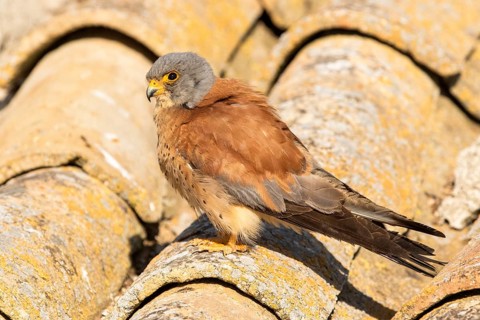Lesser Kestrel (Falco naumanni) male on a roof, Castile-La Mancha, Spain