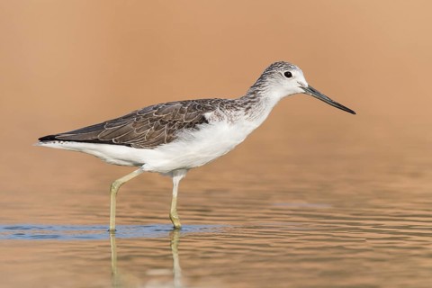 Common Greenshank (Tringa nebularia) foraging, Eilat, Israel