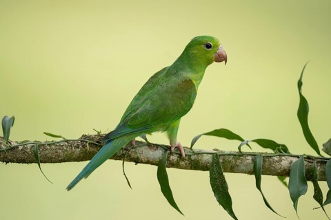 Plain Parakeet (Brotogeris tirica) perched on a branch, Sao Paulo, Brazil