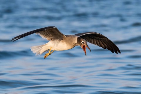 White-eyed Gull (Ichthyaetus leucophthalmus) calling in flight, Eilat, Israel