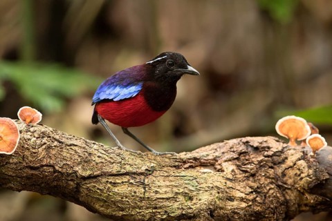 Black-crowned Pitta (Erythropitta ussheri), Sabah, Malaysia
