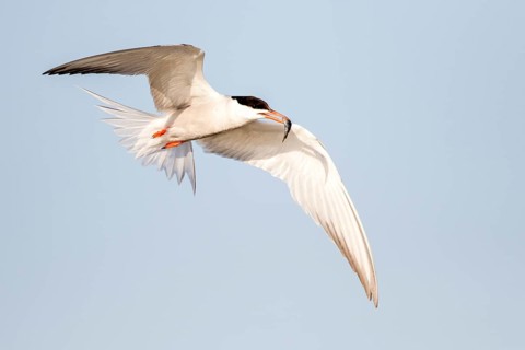 Common Tern (Sterna hirundo) flying with fish prey in beak, Danube Delta, Romania
