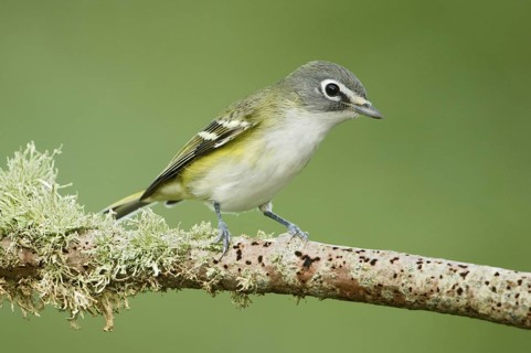Blue-headed Vireo (Vireo solitarius), Texas, USA