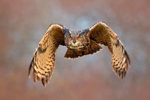 Face fly of owl. Flying Eurasian Eagle owl with open wings with snow flake in snowy forest during