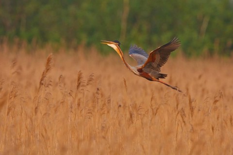 Purple Heron (Ardea purpurea) flying, Netherlands