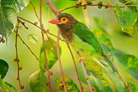 Brown-headed Barbet Megalaima zeylanica perched on branch. Close up vibrant green and brown and