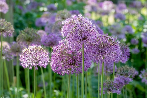Ornamental leek (Allium sp.), inflorescence, Münsterland, North Rhine-Westphalia, Germany