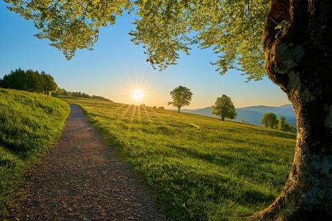 Idyllic path under evening sun along a green meadow with beech trees, spring, Schauinsland,