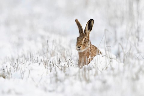 Hidden behind stalks... Brown hare (Lepus europaeus), hare sits in winter in a meadow in the snow,