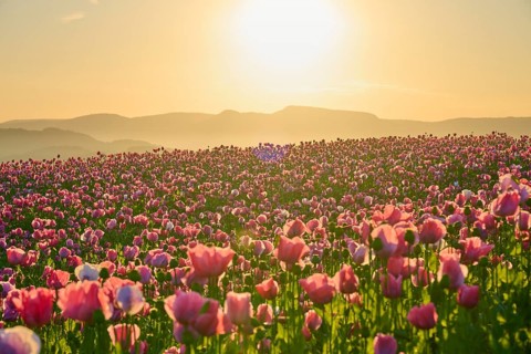 Opium poppy (Papaver somniferum), pink poppies in the golden light of sunrise in front of a