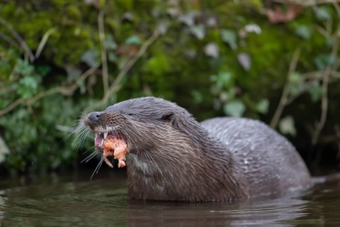 Eurasian otter (Lutra lutra) adult animal eating a fish in a river, England, United Kingdom