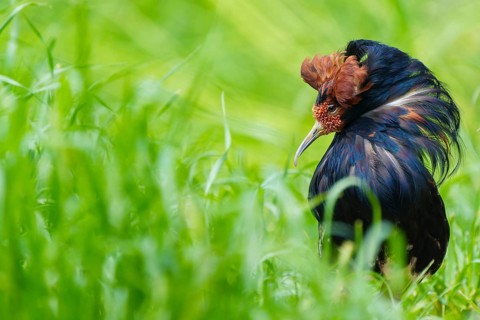 Bird with impressive plumage in green grass, ruff (Calidris pugnax, Syn.: Philomachus pugnax),
