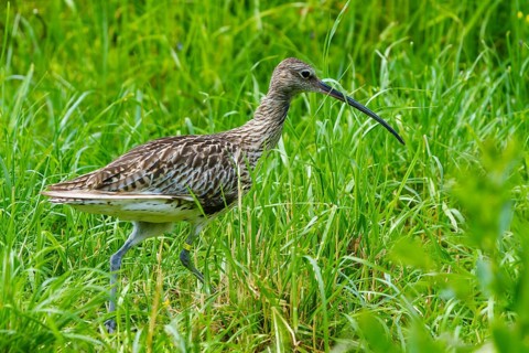 A bird with a long beak walks through a green meadow, curlew, (genus Numenius), France