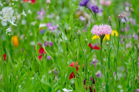 Pink cornflower in colourful flower meadow, Münsterland, North Rhine-Westphalia, Germany