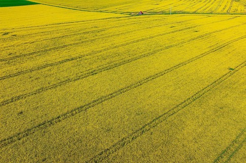 Rape field in bloom with a small house. Landscape near Dornstadt Baden-Württemberg, Germany