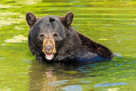 A bear standing in the water with algae on its head, black bear (Ursus (genus) France