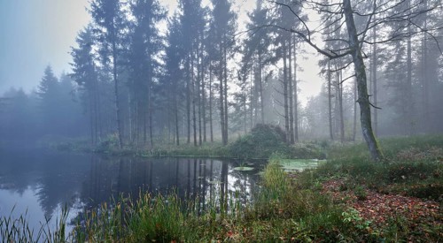 Ballmoos forest reserve, raised bog in the fog, Lieliwald, Lindenberg, Horben, Canton Lucerne,