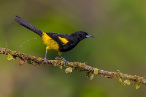 Black-cowled-Oriole (Icterus prosthemelas) - at Laguna Lagarto Lodge near Boca Tapada, Costa Rica