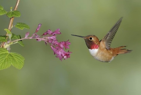 Rufous Hummingbird (Selasphorus rufus) male, British Columbia, Canada
