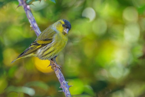 Eurasian Siskin (Spinus spinus) male, Abruzzo, Italy