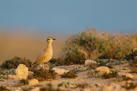 Cream-colored Courser (Cursorius cursor), Fuerteventura, Spain