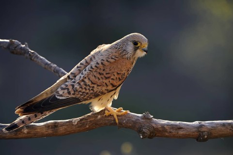 Lesser Kestrel (Falco naumanni) female, Extremadura, Spain