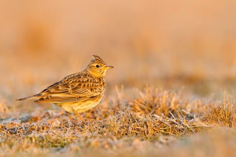 Eurasian Skylark (Alauda arvensis), Baden-Wuerttemberg, Germany