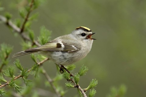 Golden-crowned Kinglet (Regulus satrapa) singing, Michigan, USA