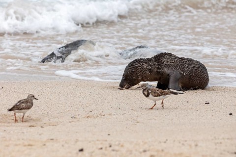 Ruddy turnstone (Arenaria interpres), sea lions (Zalophus wollebaeki), San Cristobal, Galapagos,
