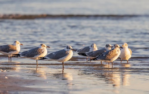 Seagulls wading at the waterline searching for food along the Mississippi Gulf Coast in evening