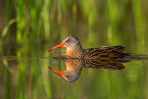 Virginia Rail (Rallus limicola), British Columbia, Canada