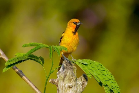 Streak-backed Oriole Icterus pustulatus El Tuito, Jalisco, Mexico 10 June Immature Male Icteridae